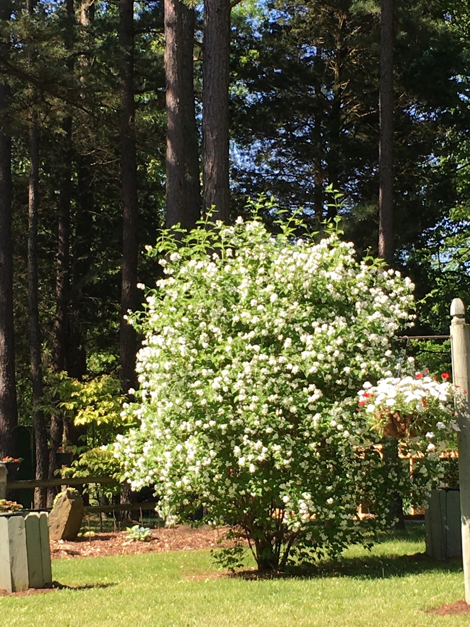 10 Mock Orange Shrub Tree Unrooted cuttingsLovely blooms Etsy