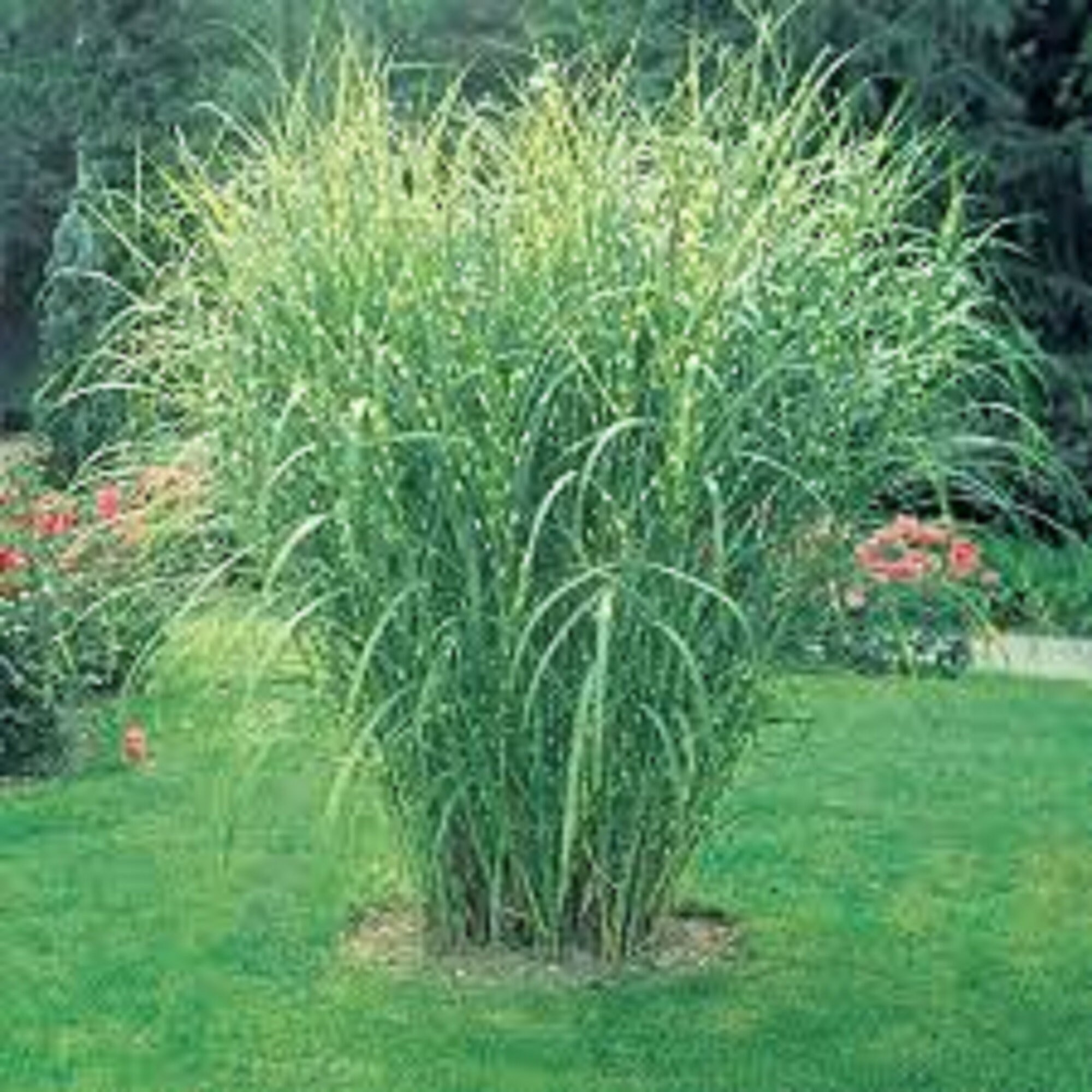 Giant Zebra Ornamental Grass-striped green & white leaves-beautiful f…