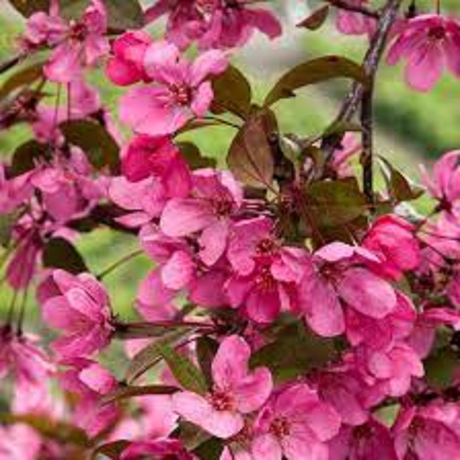10 Unrooted Cuttings of Prairie Fire Crabapple Tree Etsy