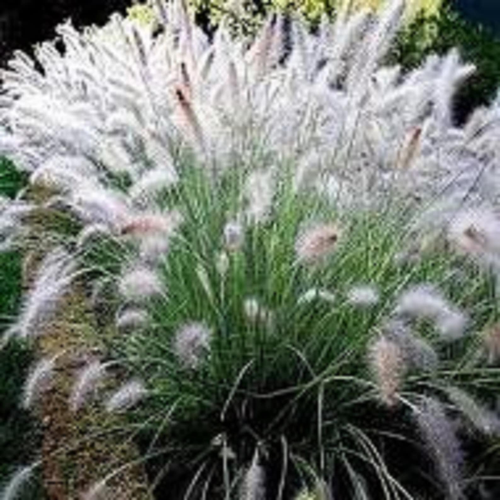 Little Fountain Ornamental Grass23 ft. white feathery Etsy