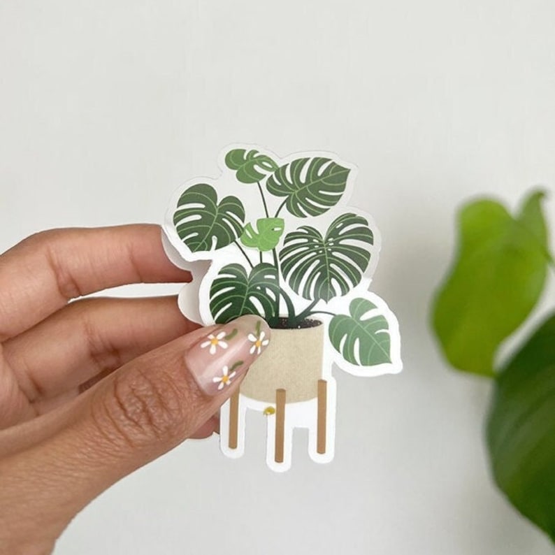 K&ouml;nnte beinhalten: Eine gr&uuml;ne Monstera-Pflanze in einem beigefarbenen Topf mit einem Holzst&auml;nder. Die Pflanze steht auf einem wei&szlig;en Hintergrund.