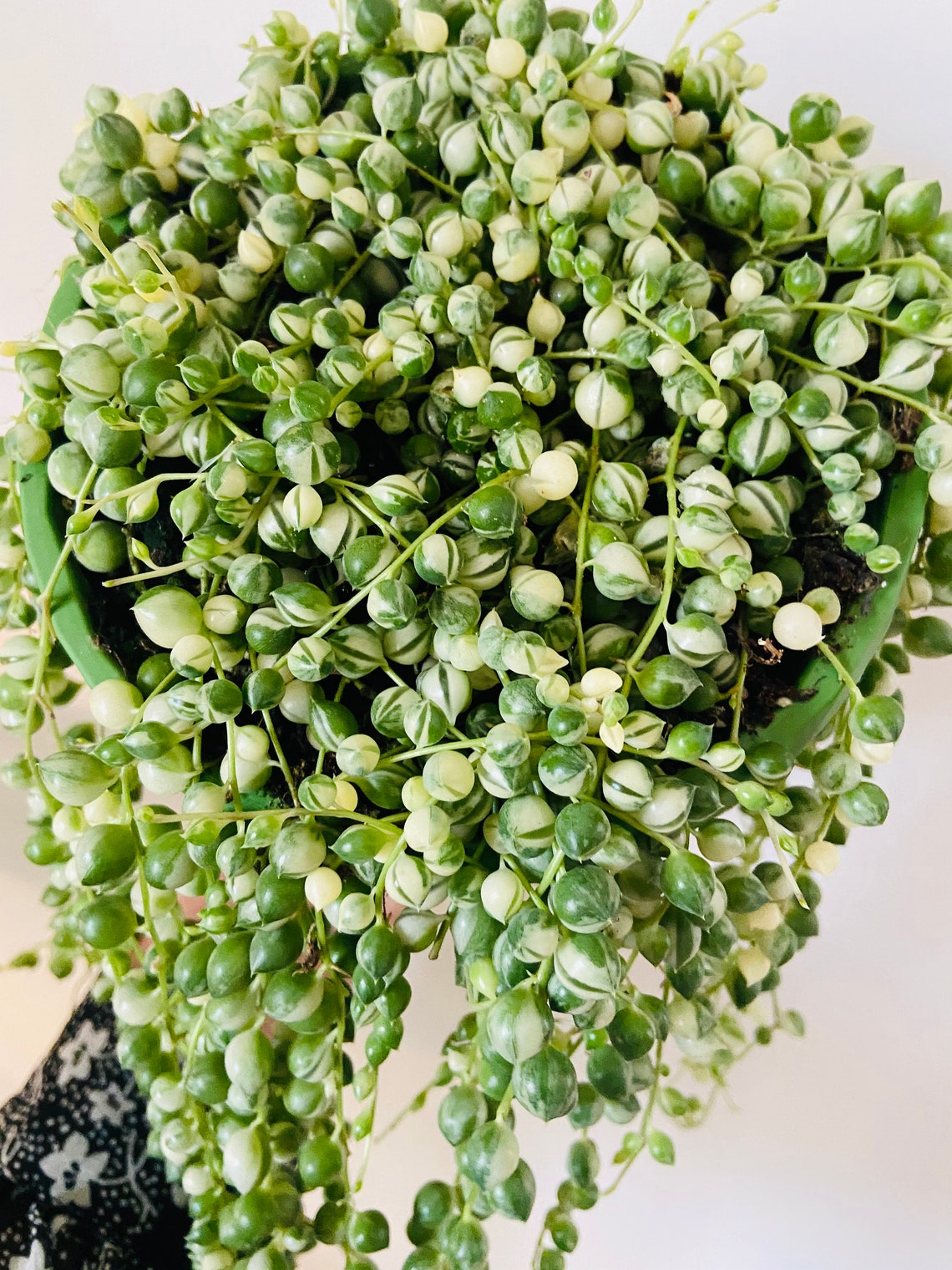Variegated string of pearls VSOP rare Unrooted houseplant Etsy