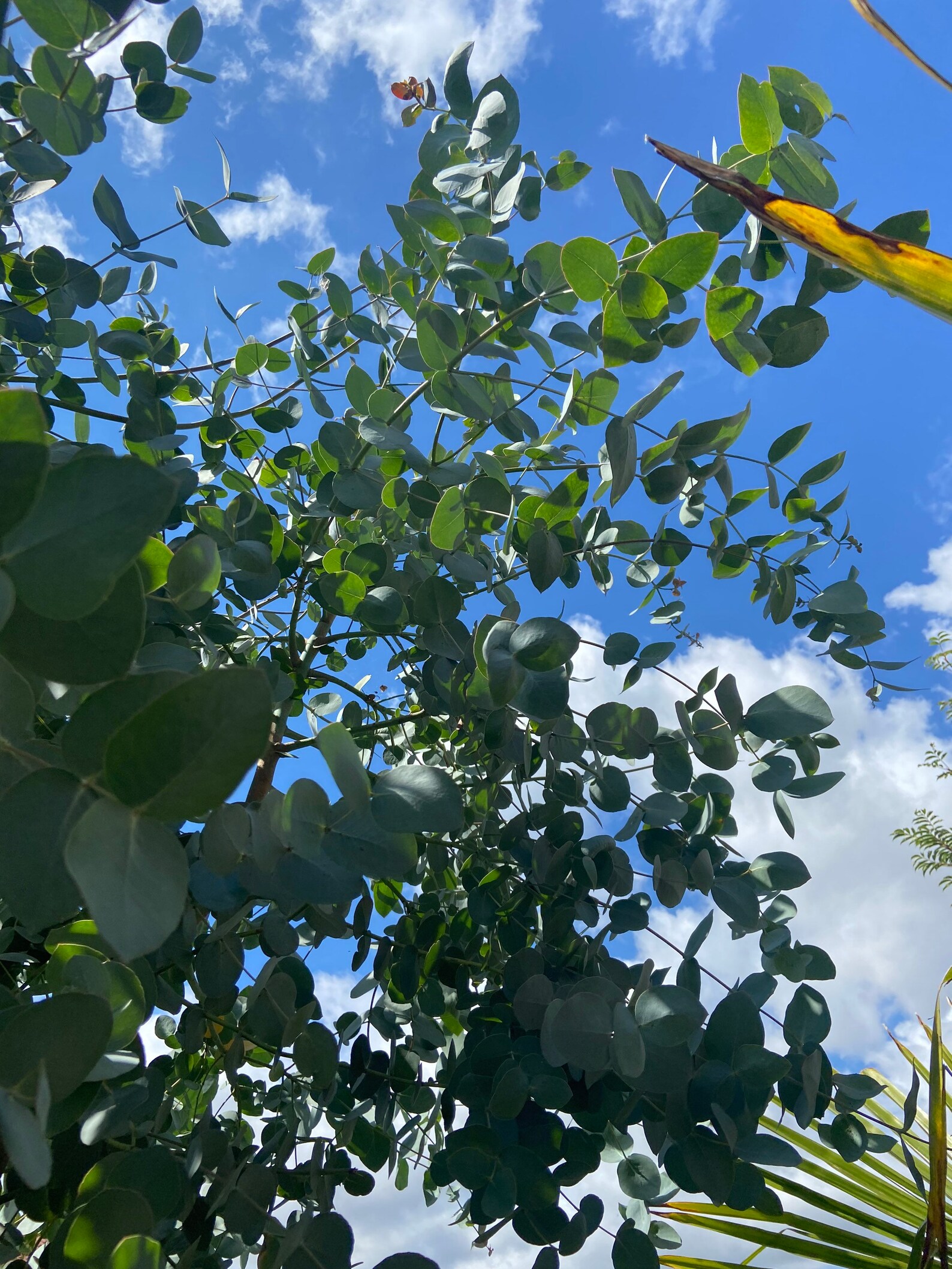 Beautiful Fresh Eucalyptus Cuttings Etsy UK