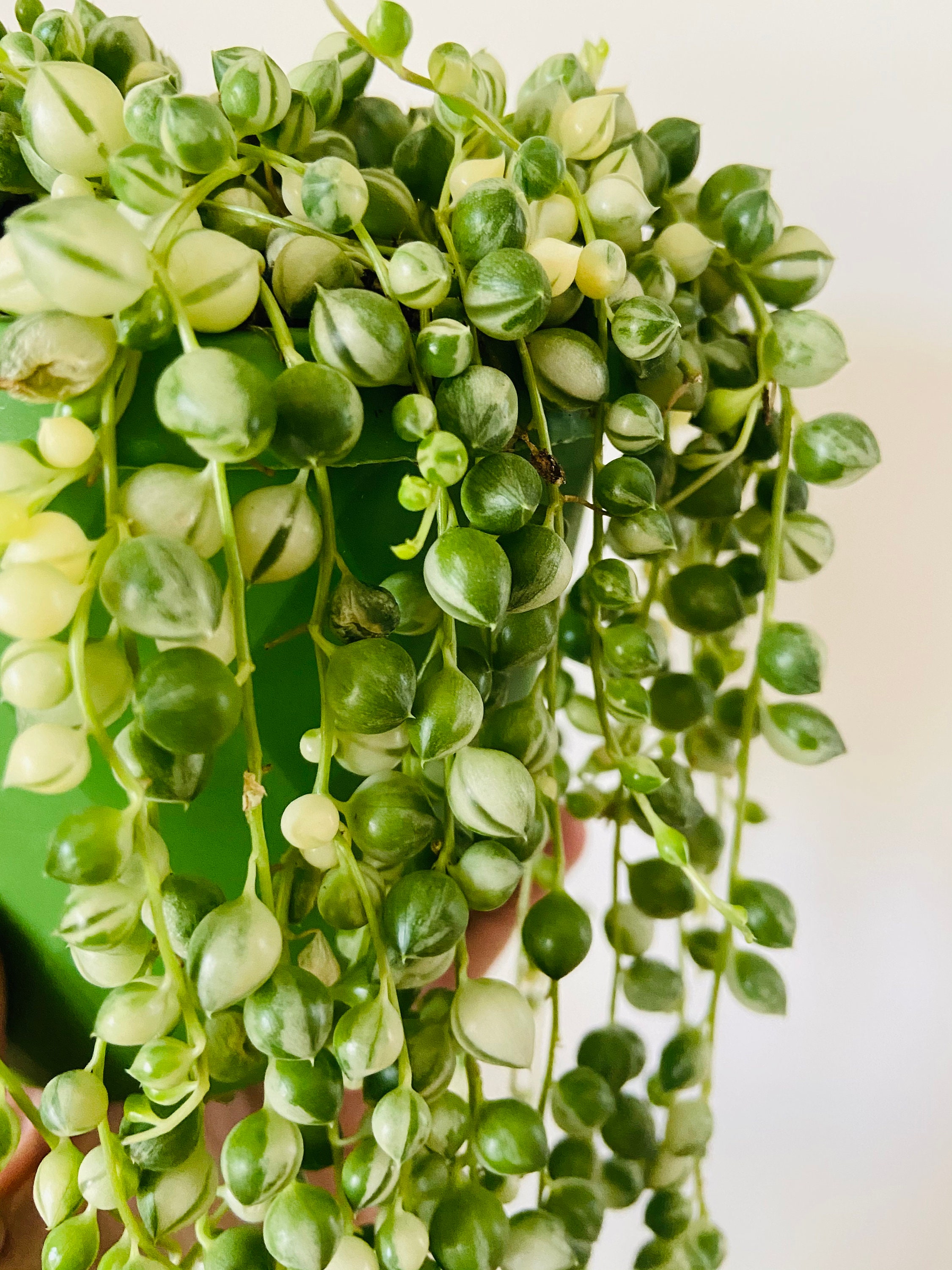 Variegated string of pearls VSOP rare Unrooted houseplant Etsy