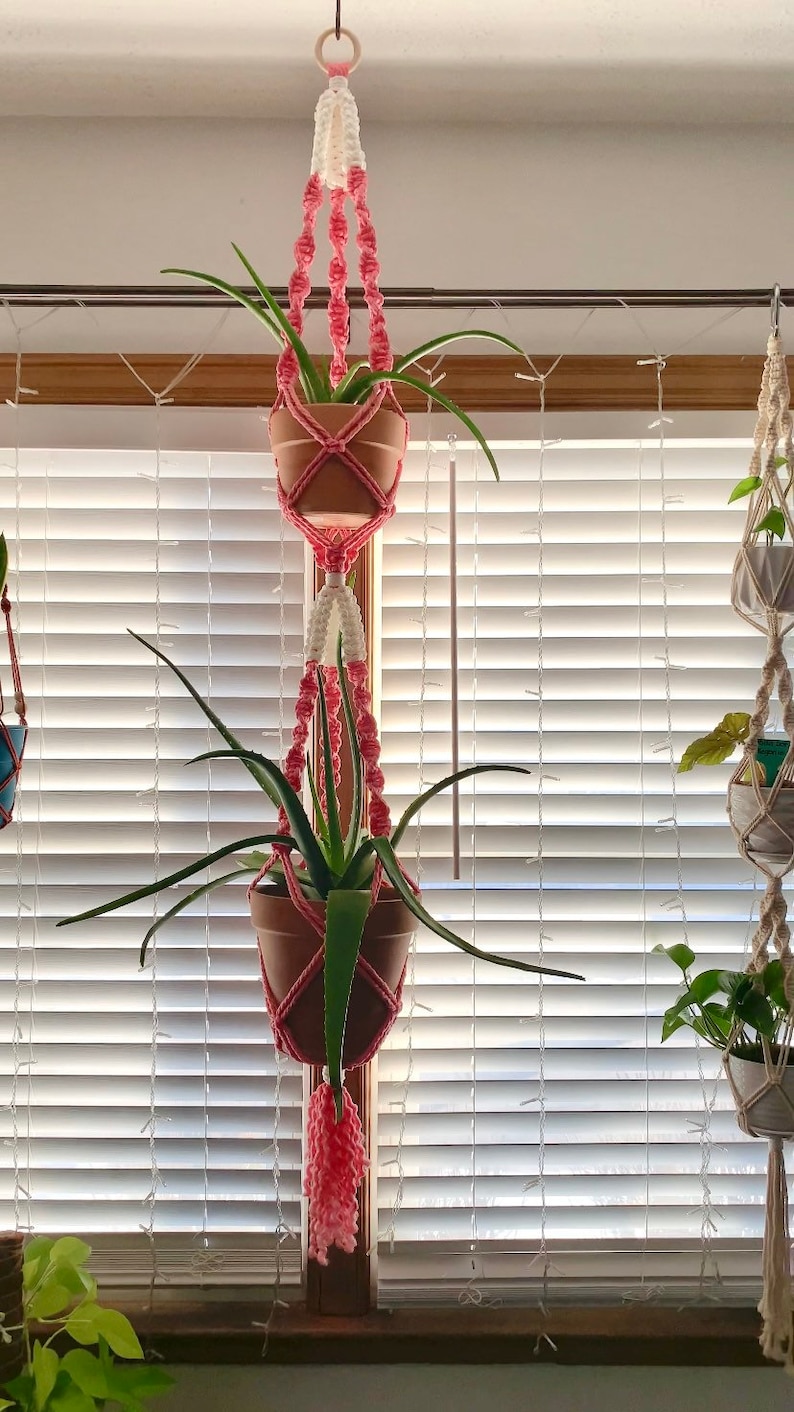 Puede incluir: Dos plantas en maceta colgando de un macram&eacute; para plantas de color rosa y blanco. Las plantas est&aacute;n en macetas de terracota y cuelgan frente a una ventana con persianas blancas.
