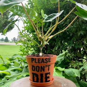May include: A terracotta plant pot with the text "PLEASE DON'T DIE" in black dripping letters. The pot is filled with soil and a green plant with large leaves is growing out of it.