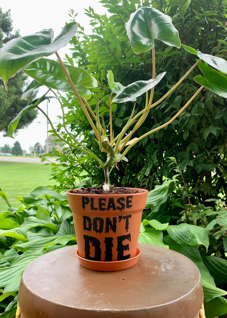 May include: A terracotta plant pot with the text "PLEASE DON'T DIE" in black dripping letters. The pot is filled with soil and a green plant with large leaves is growing out of it.