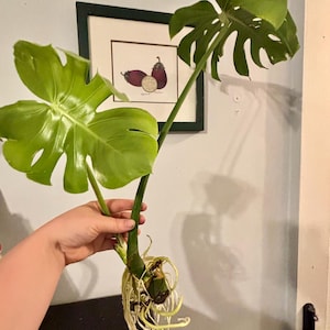 Monstera Deliciosa Live Rooted Cutting