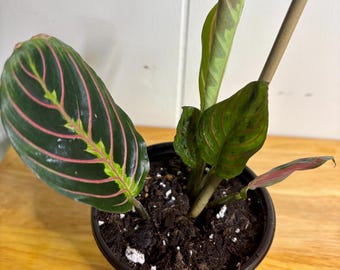 Red Maranta Prayer Live Plant - 4” Pot