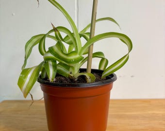 Curly Spider Live Plant - 4” Pot