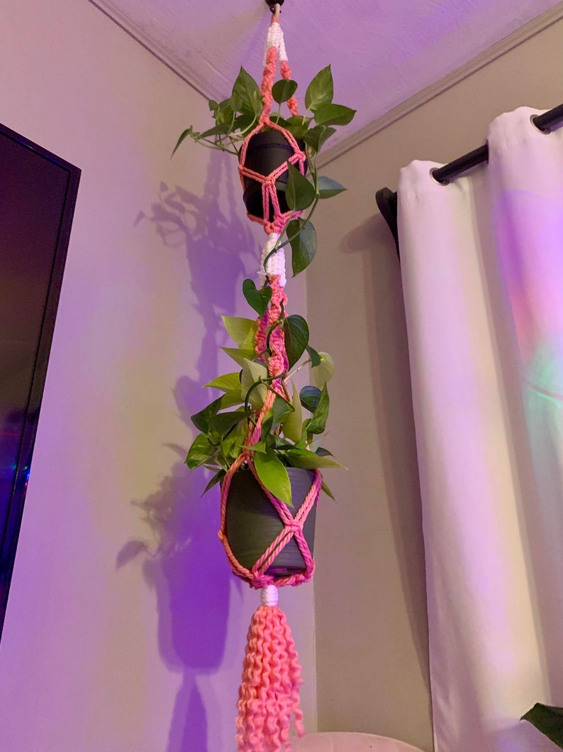 Puede incluir: Dos plantas en maceta colgando de un macram&eacute; para plantas rosa y blanco con un borla rosa.