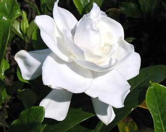 cape jasmine perfume