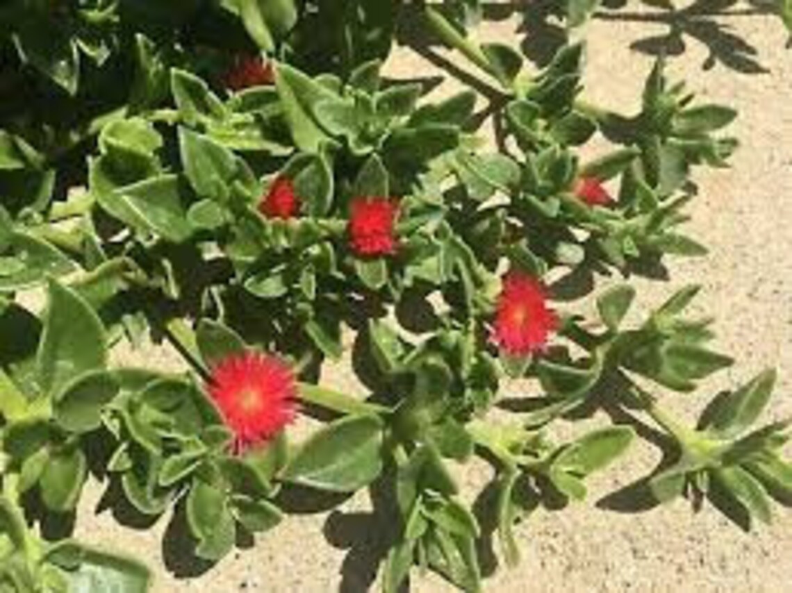 20 Nice cuttings Red Apple Ice Plant Aptenia cordifolia Etsy