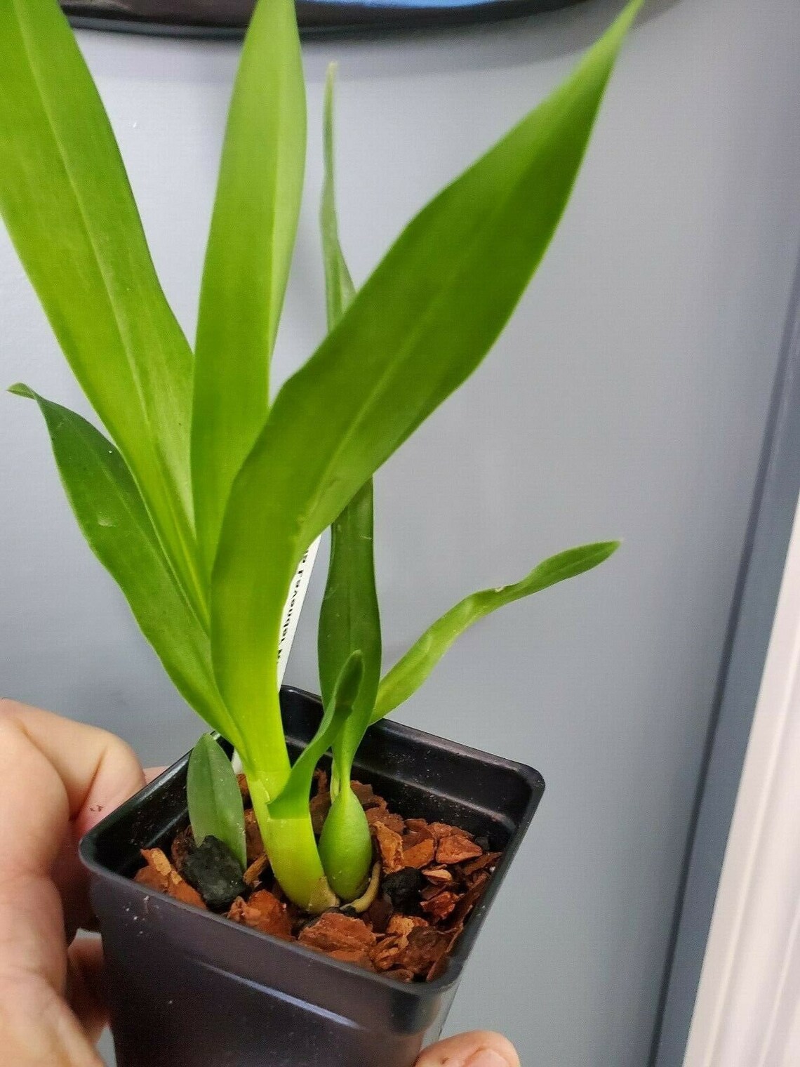 Miltassia Lavender Kiss 'Lavender Taffy' Oncidium Type Etsy