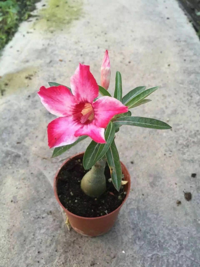 Desert Roseone year bare Rooted baby plant Caudex Bonsai Etsy