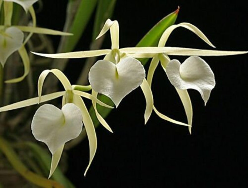 Night Fragrant Brassavola Orchid B. little stars image 0