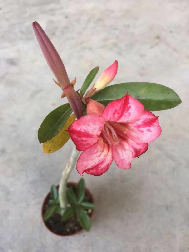 Desert Roseone year bare Rooted baby plant Caudex Bonsai Etsy