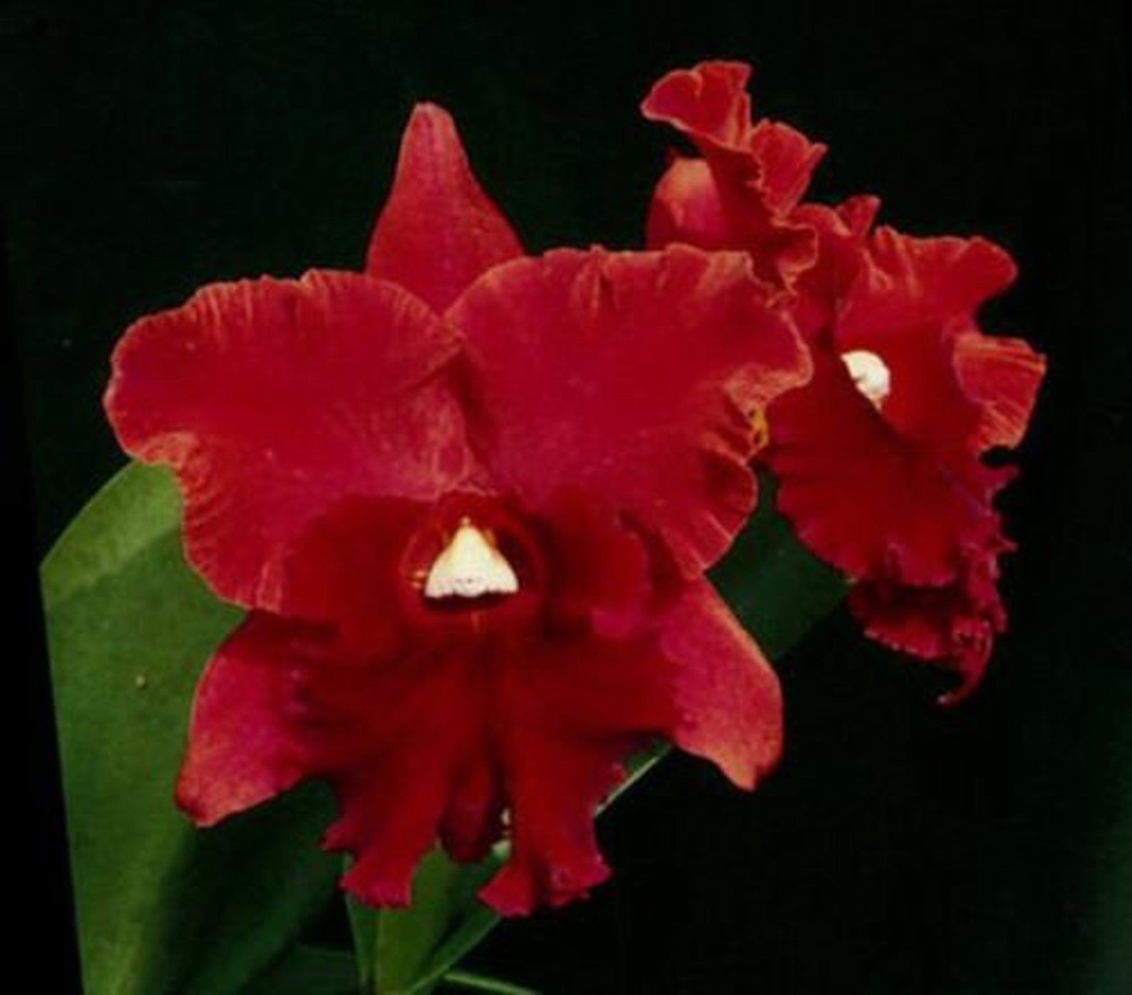 FRAGRANT RED Cattleya Orchid Blc Rugley's Mill Etsy