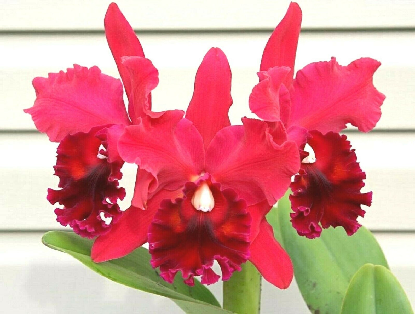 RED cattleya orchid live plant Fragrant Blc forth watson Etsy