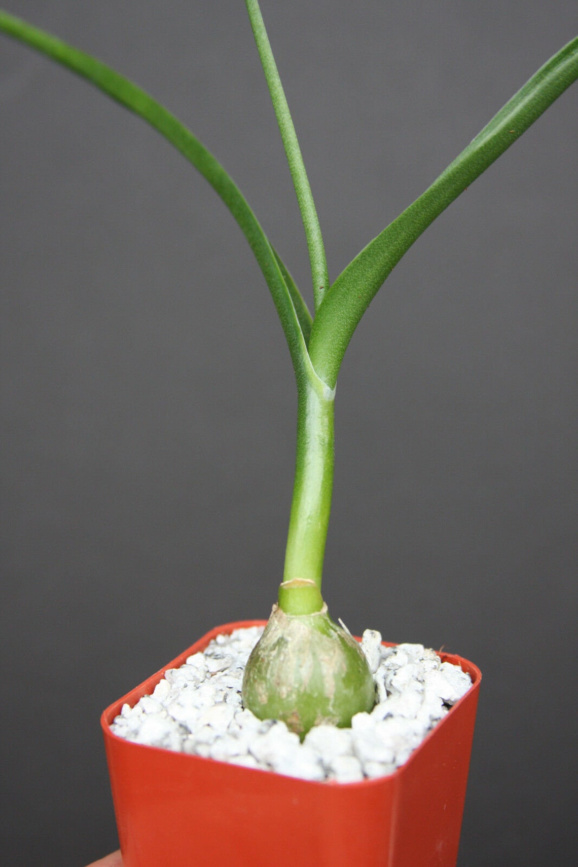Pregnant Onion plant Ornithogalum caudatum J rare exotic Etsy