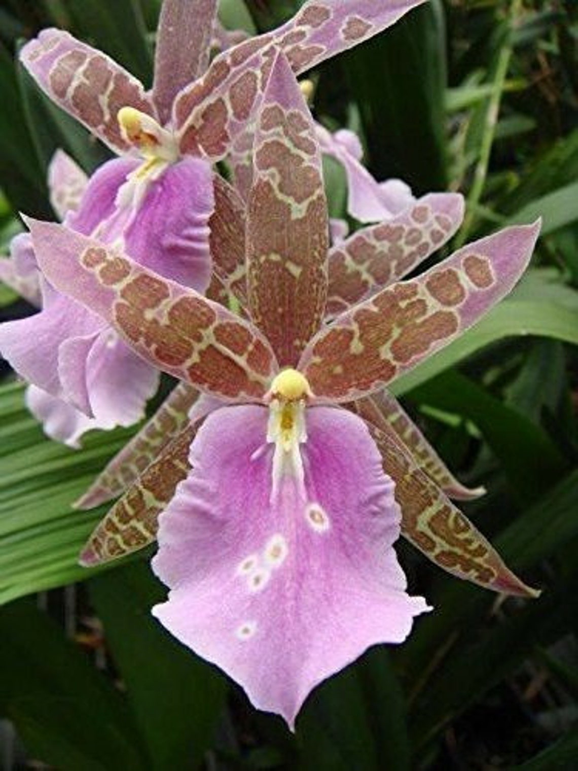 Miltassia Lavender Kiss 'Lavender Taffy' Oncidium Type Etsy