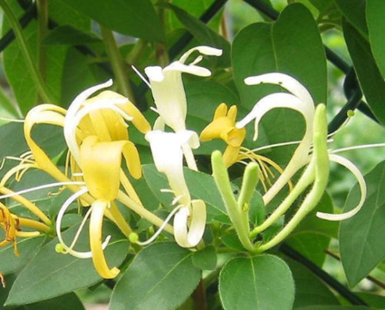 4 Live Plants Hall's Honeysuckle Vines White Yellow Etsy