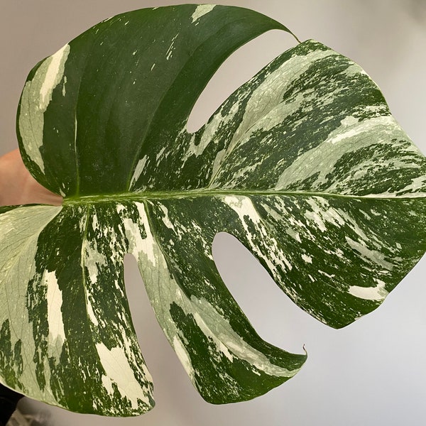 Variegated Monstera Deliciosa Albo Borsigiana 1 Leaf Cutting With phyto certificate