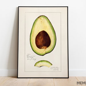 Avocado Illustration Print, Kitchen Wall Art, Avocado Seed Vintage Diagram