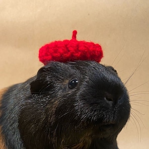 Guinea Pig beret, hand made. Mouse beret, ferret beret, small pet hat. Free Postage.