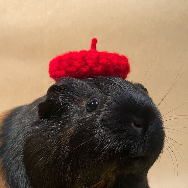 Guinea Pig beret, hand made. Mouse beret, ferret beret, small pet hat. Free Postage.