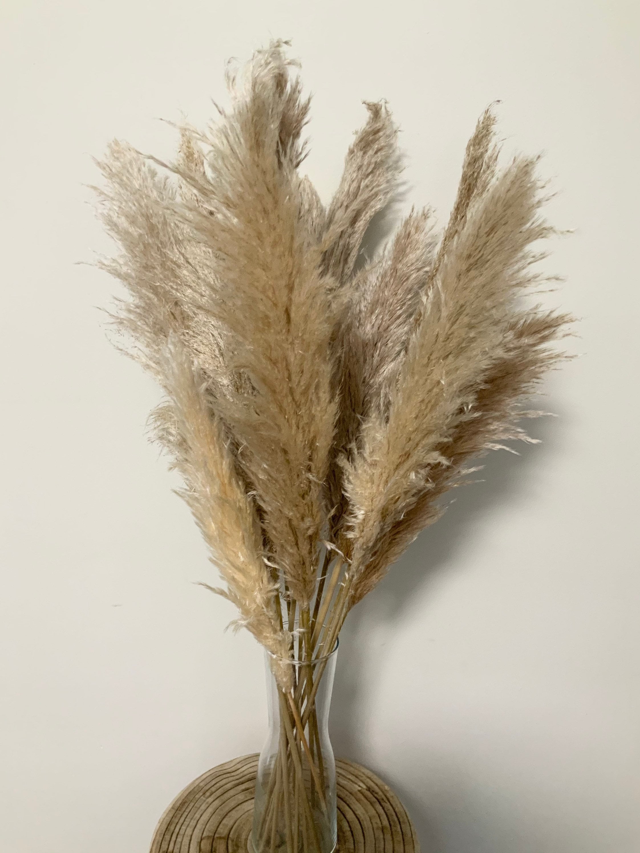 5 x Dried Australian Pampas Grass Etsy