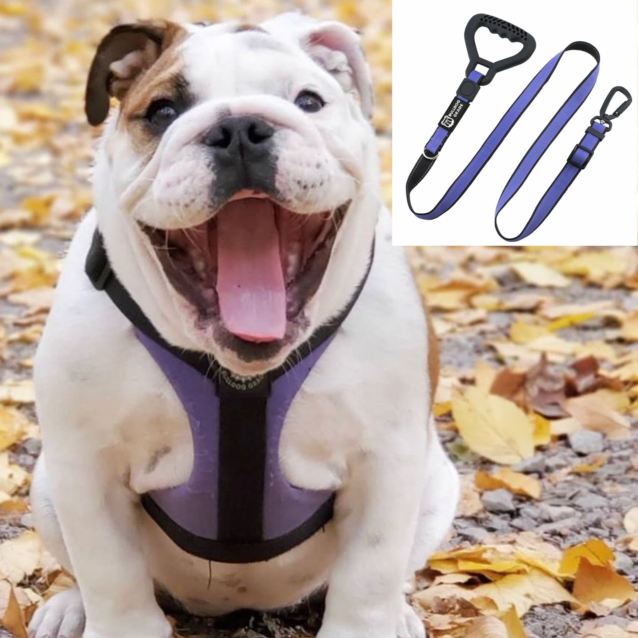 harness and collar combo