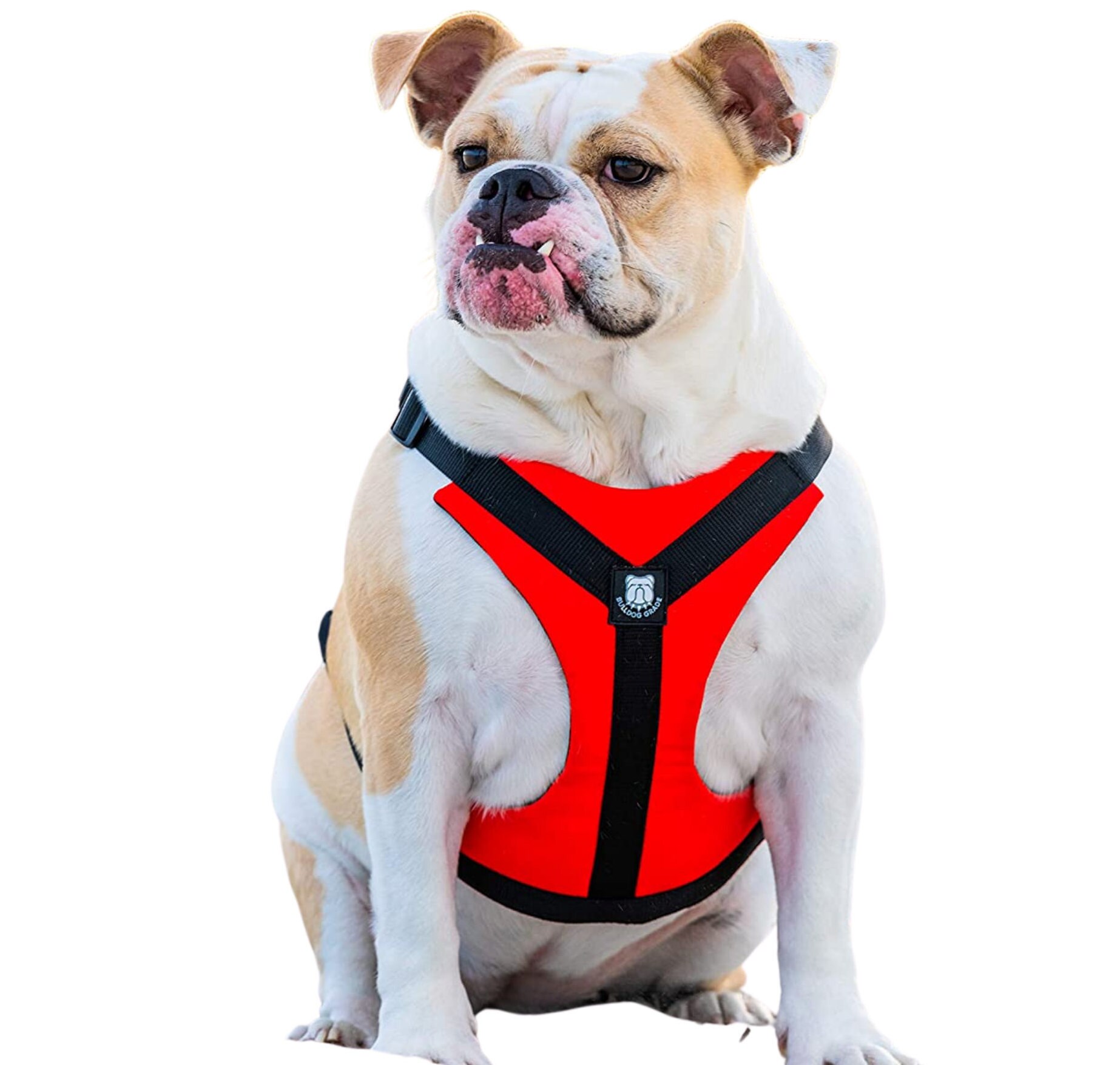 bully harness