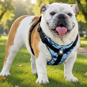 Szelki Bulldog Grade 2.0 – dopasowane, zabezpieczone przed ucieczką, z wyściełaną rączką i pętlą do pasa samochodowego – stworzone specjalnie dla buldogów