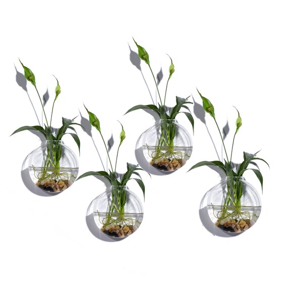 Wall Hanging Glass Planters Wall Planter Vase Succulent Plant Etsy