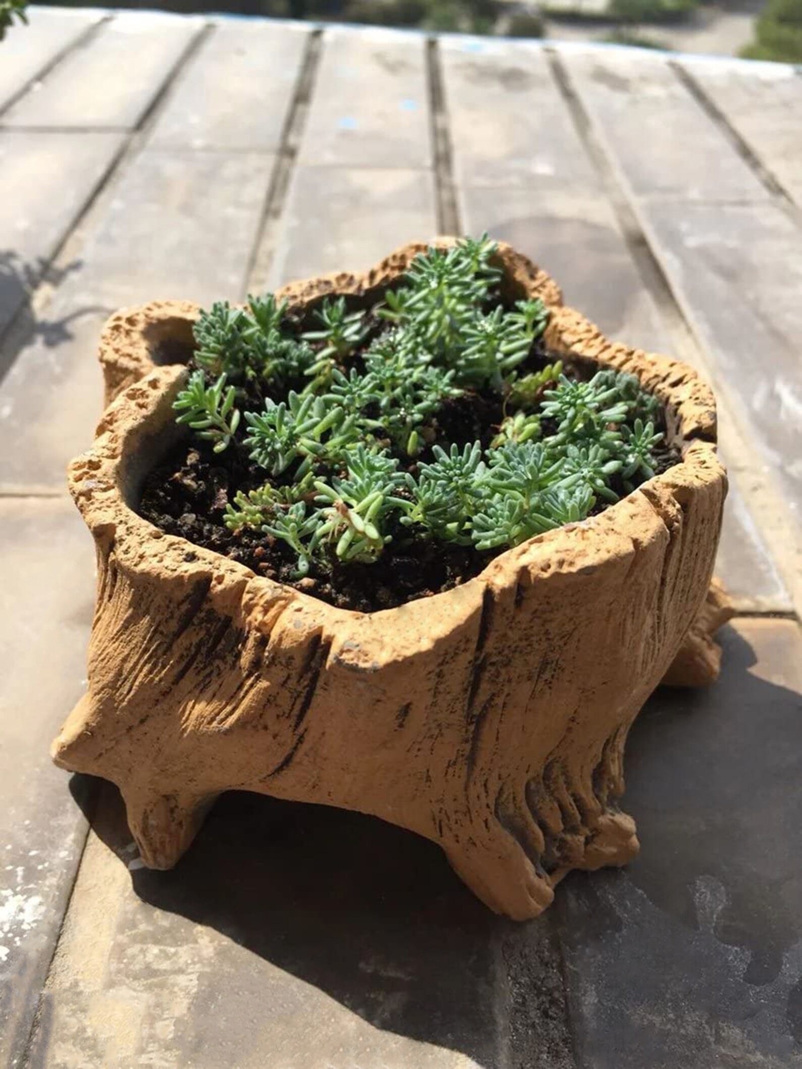Tree Stump Creative Imitation Wood Concrete Cactus Succulent Etsy