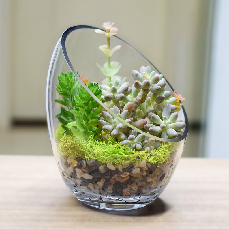 Slant Cut Bowl Glass Planter Terrarium Air Plant Holders Etsy
