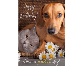 Have a Purrfect Birthday Greeting Card, cute with Sausage Dog and cat