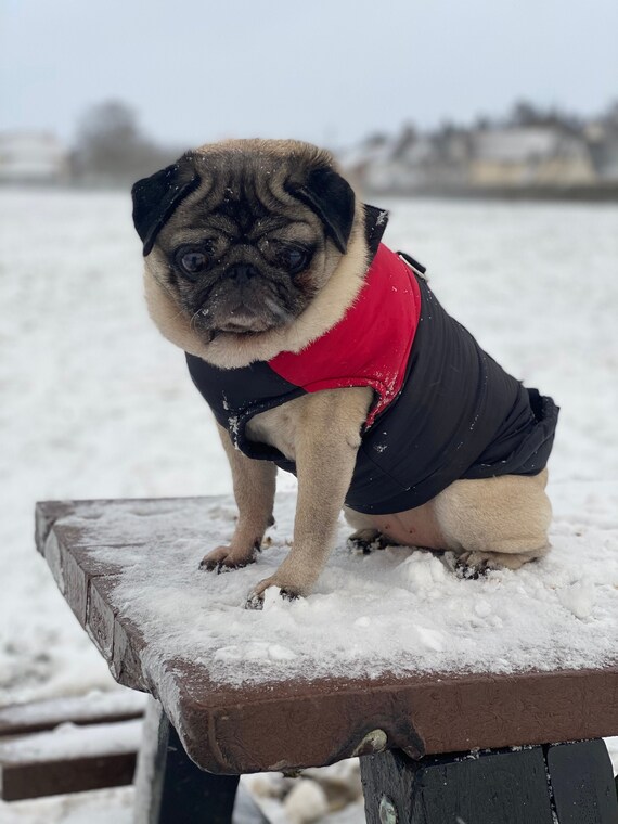 waterproof dog coat with d ring