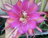 Epiphyllum Orchid Cactus different colors