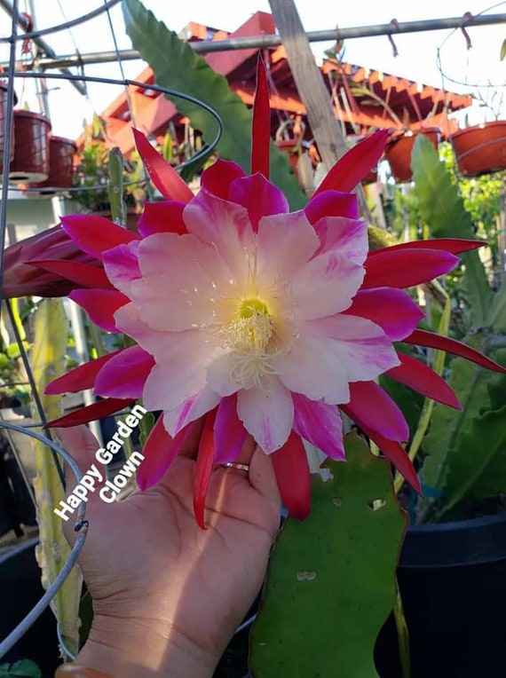 Orchid Cactus Epiphyllum Different Color Unrooted/rooted Etsy