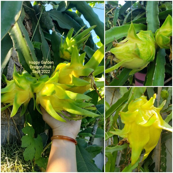 Yellow Dragon Fruit Etsy
