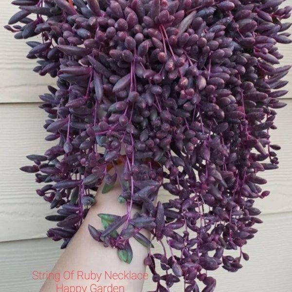 String of Ruby - Etsy