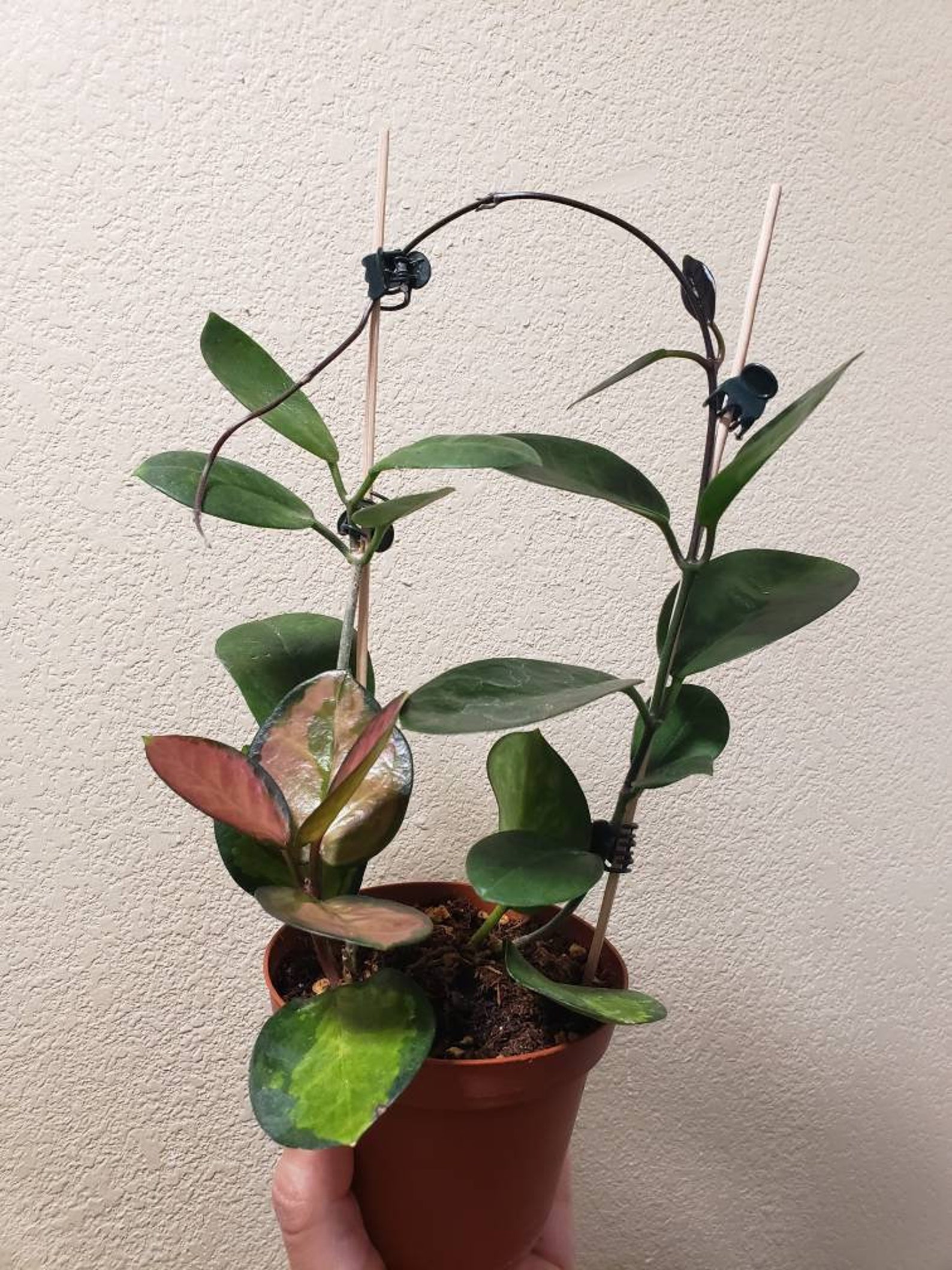 Rare Hoya Lisa Australis 4 pot Etsy