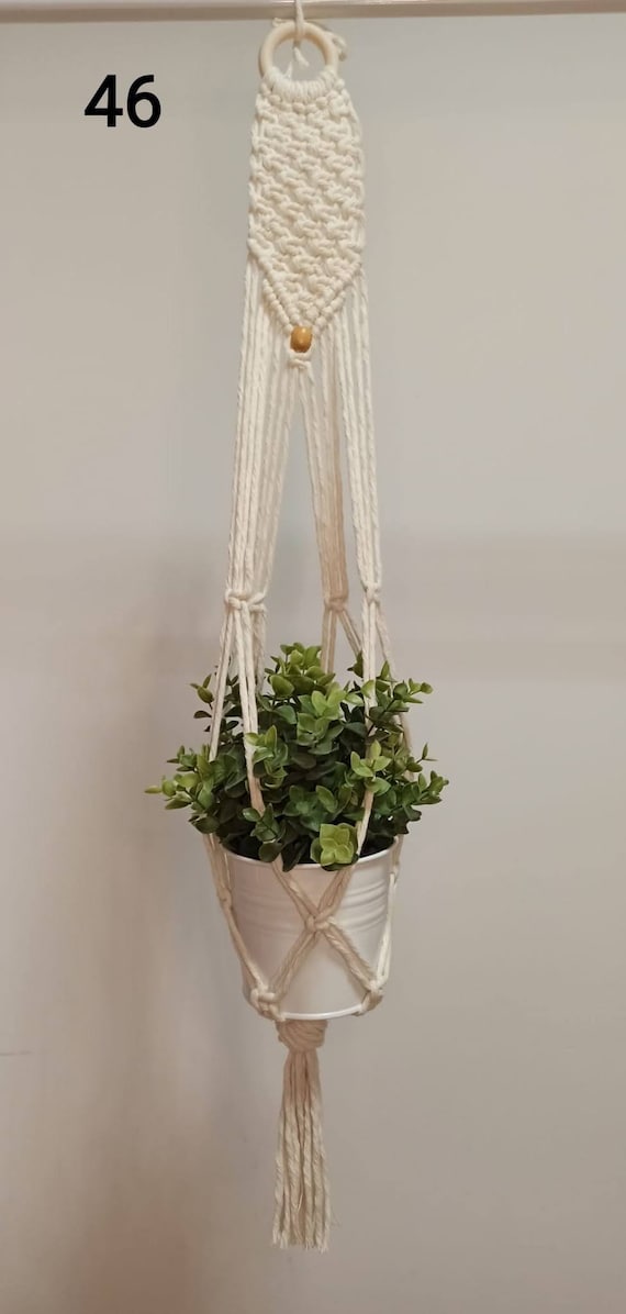 purple vine plant indoor Purple Passion Vine For Sale  Logee's Plants
