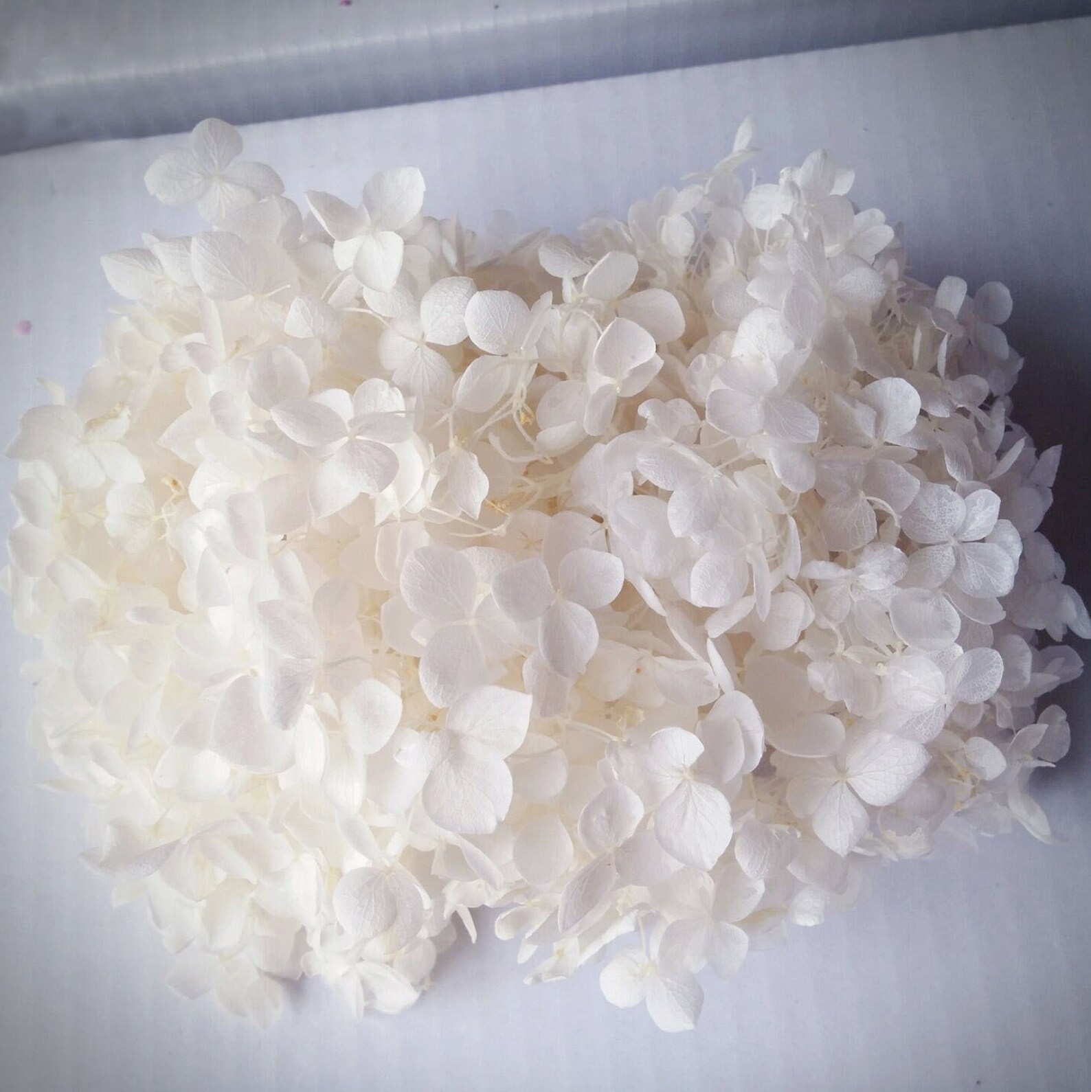 Preserved Hydrangea White Dried Hydrangea Preserved Flowers Etsy