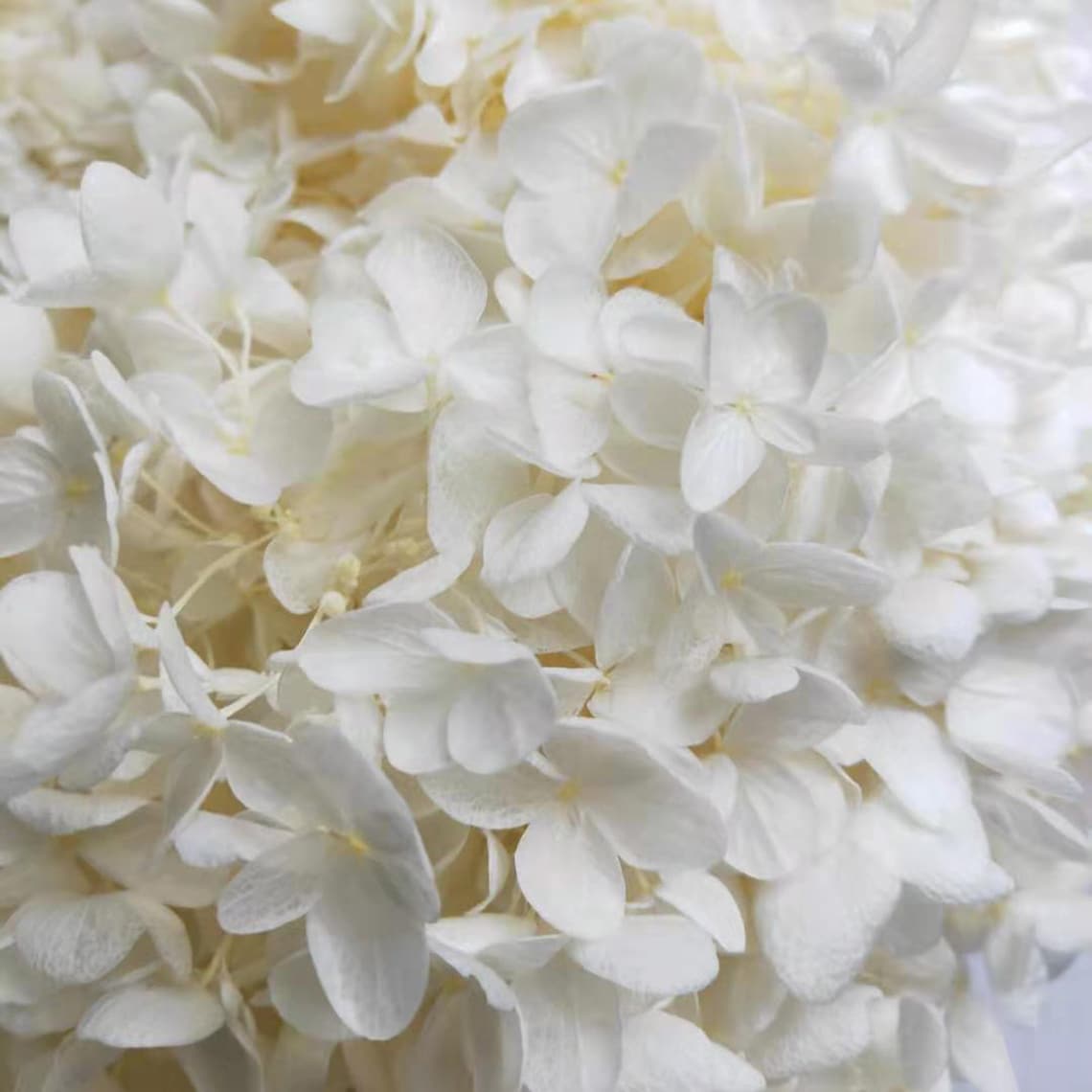 Preserved Hydrangea White Dried Hydrangea Preserved Flowers Etsy