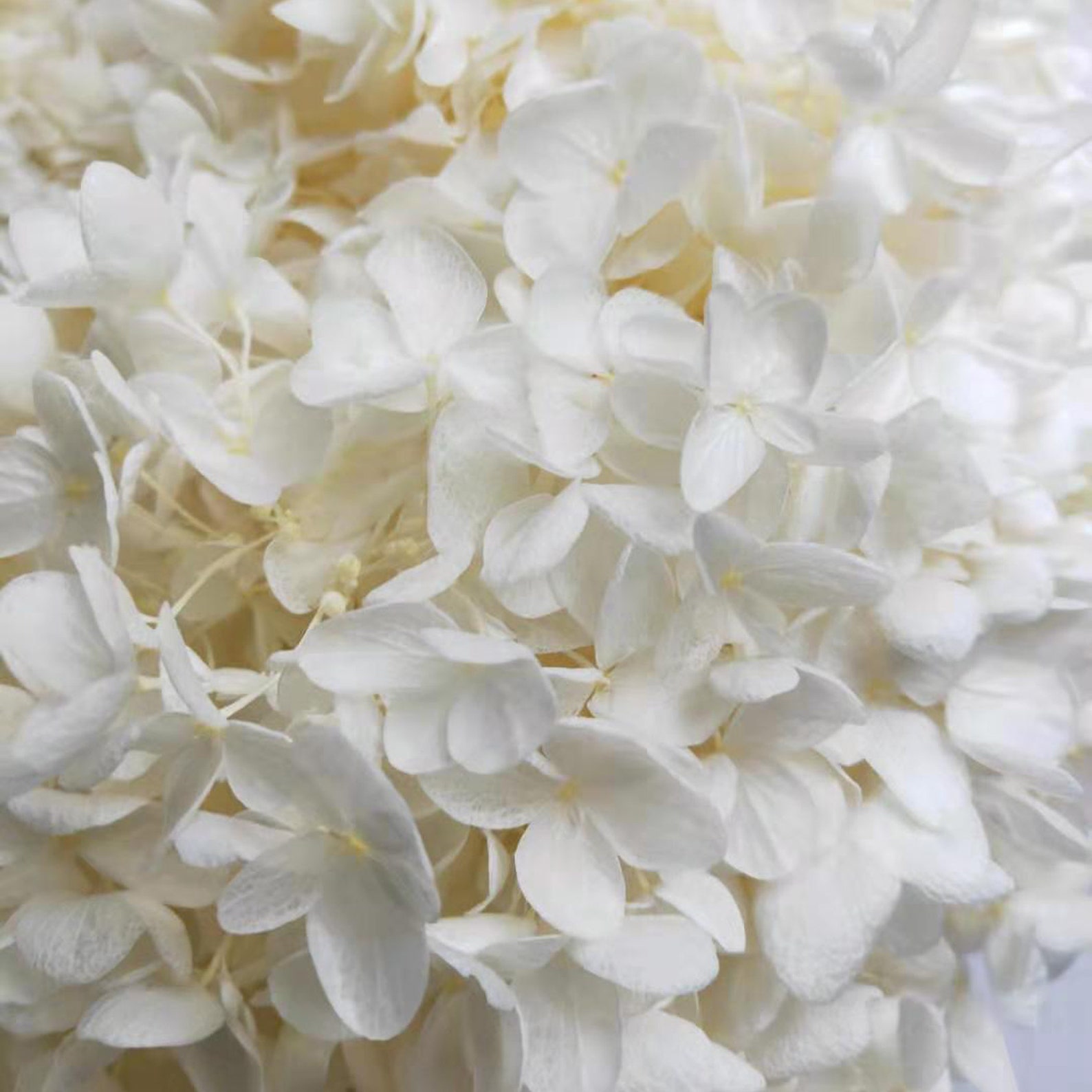 Preserved Hydrangea White Dried Hydrangea Preserved Flowers Etsy