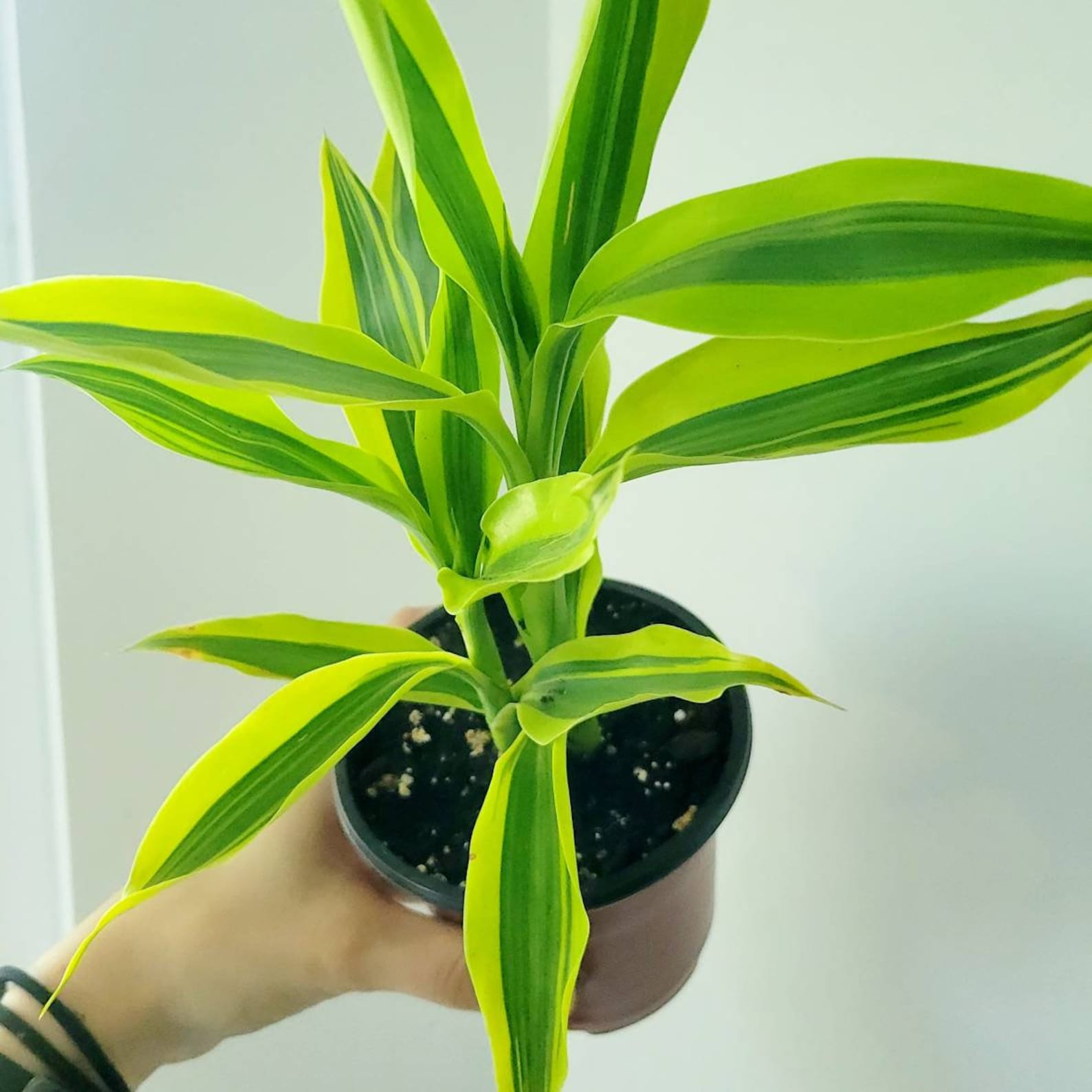 Dracaena Sanderiana Lucky Bamboo