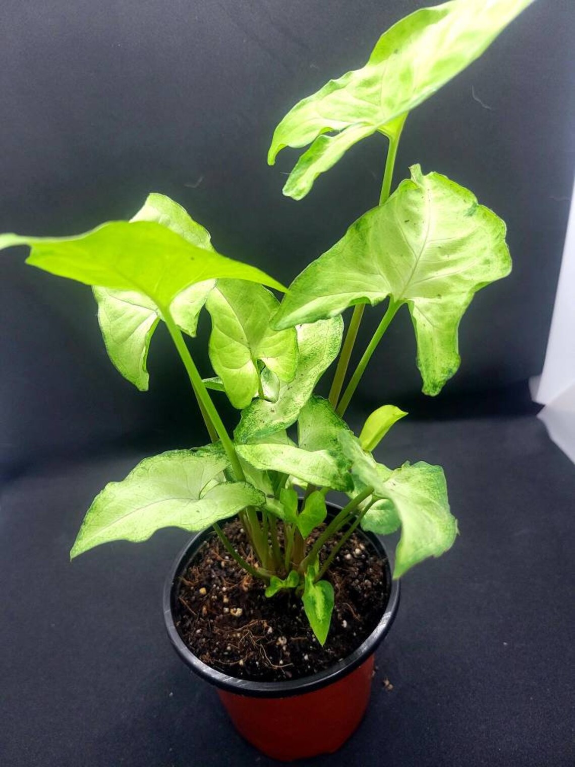 White Butterfly Arrowhead Plant Syngonium podophyllum Etsy